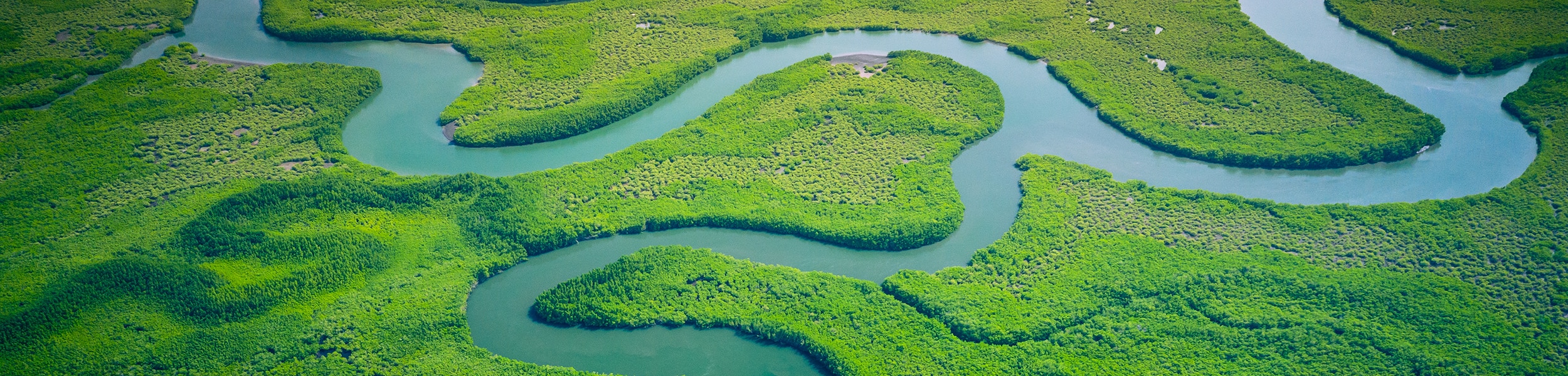 Gambia Mangroves. Aerial view of mangrove forest in Gambia. Photo made by drone from above. Africa Natural Landscape.