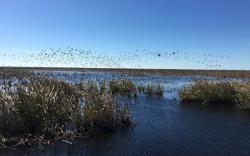 Cameron Prairie National Wildlife Refuge