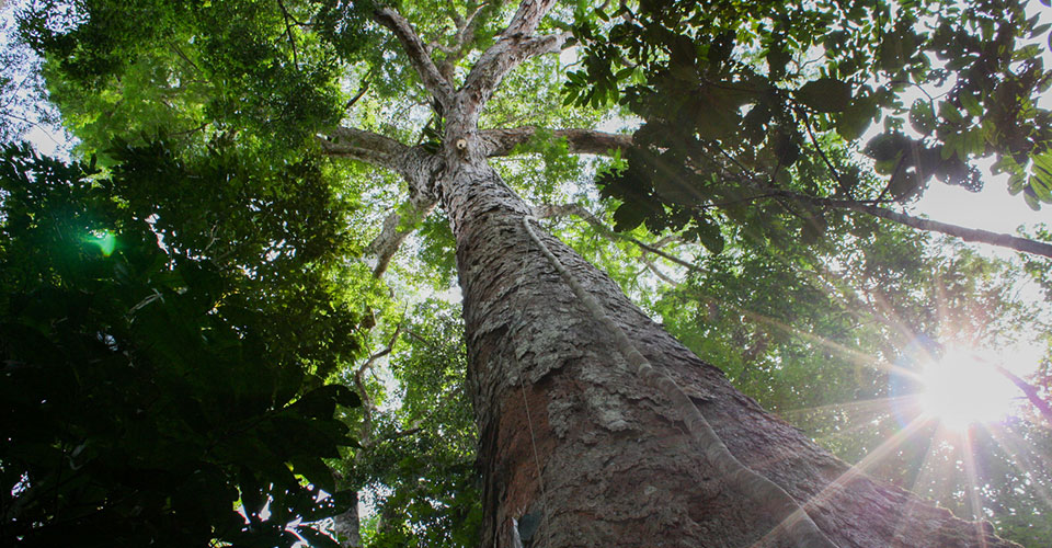 Looking up at the canopy of trees in the forest from the ground