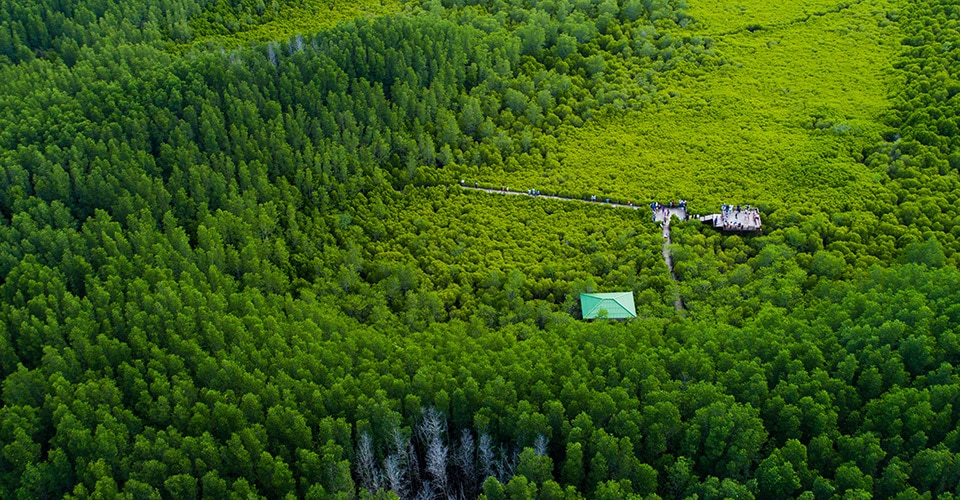 Aerial photo of mangrove forest